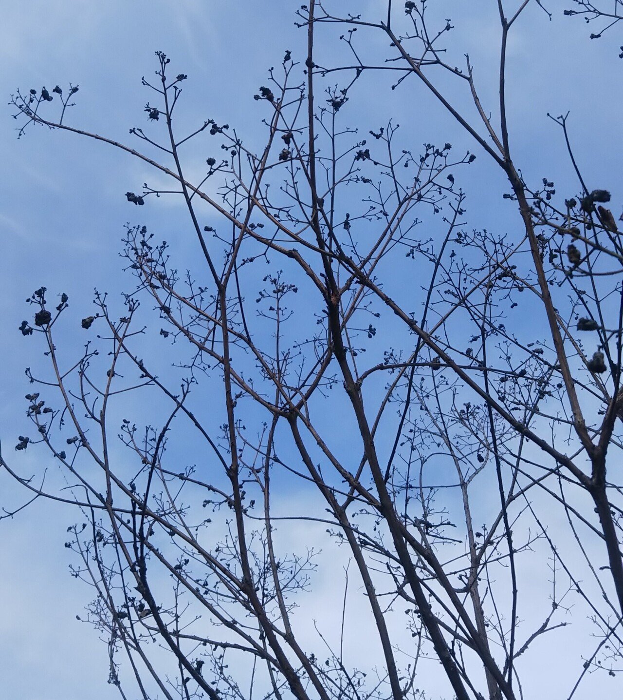 個性的な樹木たち なつめぐ 植物に教えてもらったこと Note 個性的な樹木たち なつめぐ 植物に教えてもらったこと Note