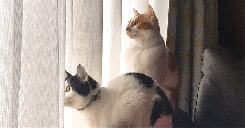 猫はこたつで丸くならない まつえ 田舎の保険代理店経営者 Note