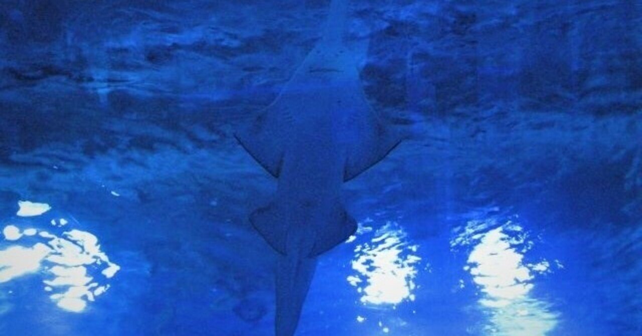 エイの変な顔 Makoto Okada Note エイの変な顔 Makoto Okada Note