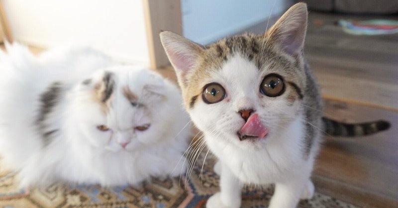ゆっくり食べる猫と早食いの子猫 Moco Note ゆっくり食べる猫と早食いの子猫 Moco Note