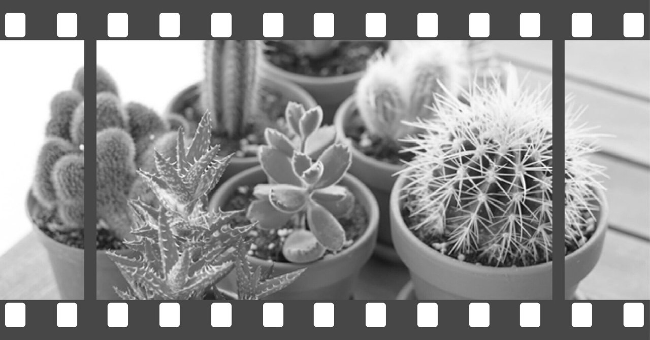 仙人掌 の新着タグ記事一覧 Note つくる つながる とどける 仙人掌 の新着タグ記事一覧 Note つくる つながる とどける