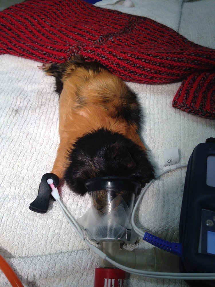 ギニーピッグ の新着タグ記事一覧 Note つくる つながる とどける