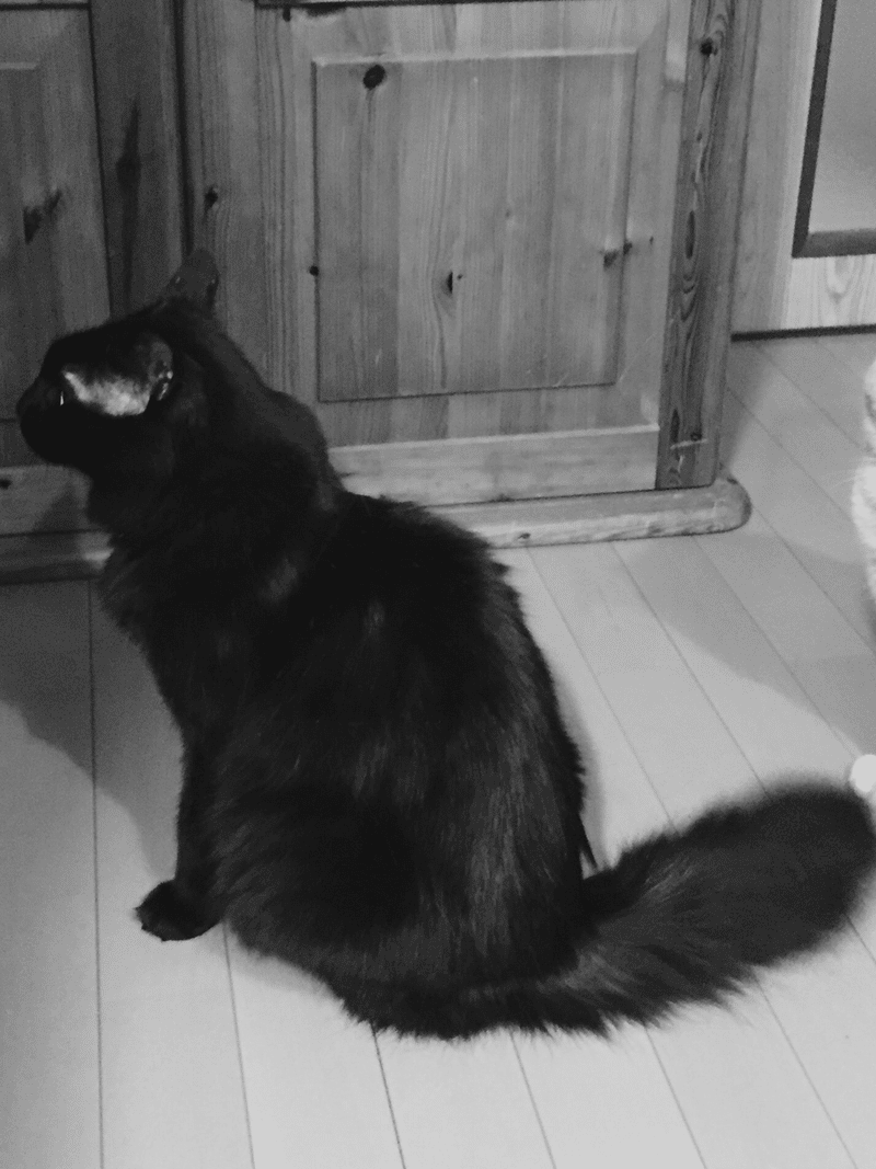 ゆふいんwakoyaと猫 ゆふいんwakoya Note