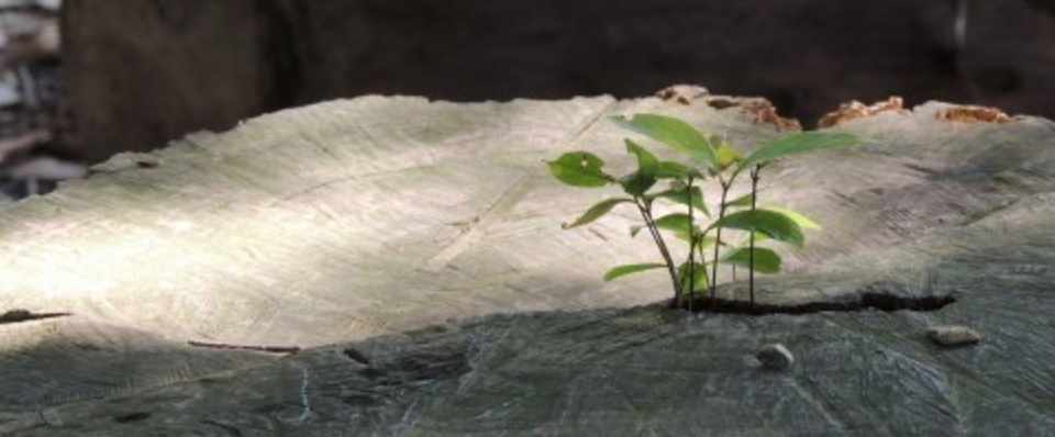 自立の仕方について Shingo Hiraga Note