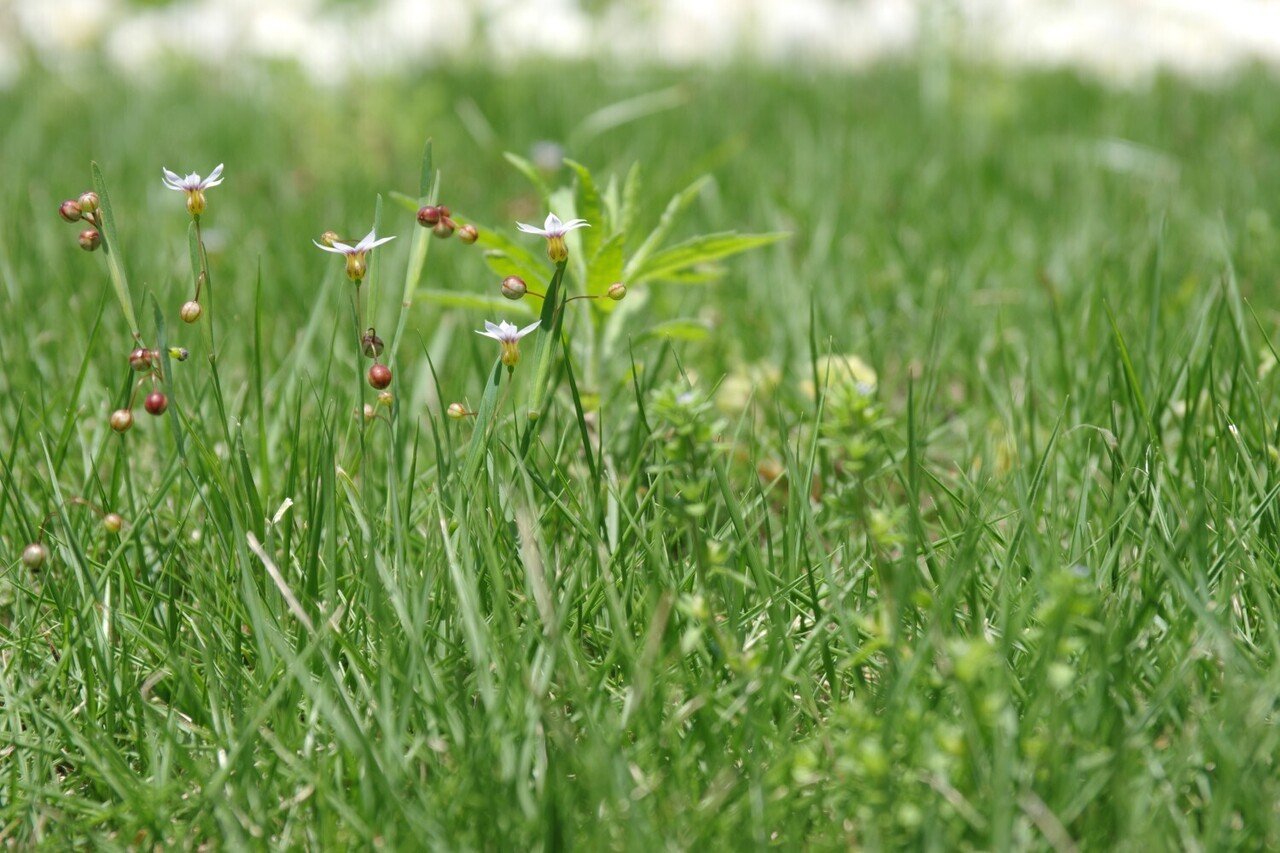 smc PENTAX-DA 17-70mmF4AL[IF]SDMのレビュー｜夢望庵 / Mubou-an