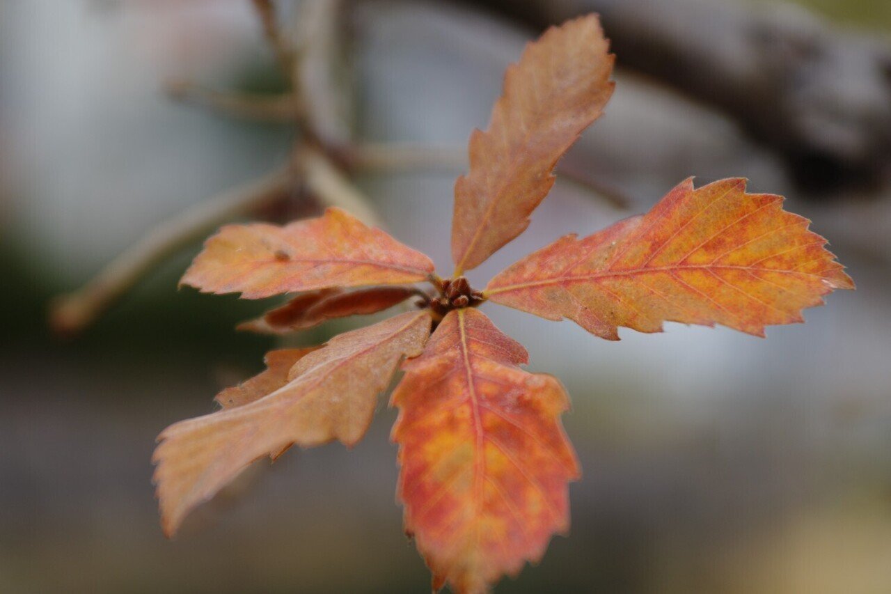 smc PENTAX-DA 17-70mmF4AL[IF]SDMのレビュー｜夢望庵 / Mubou-an