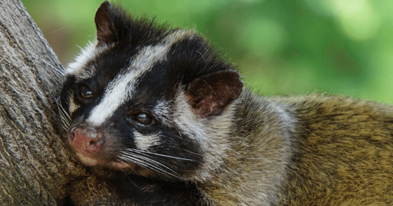 ハッポウビジンとハクビシンの間で とら息子 Note