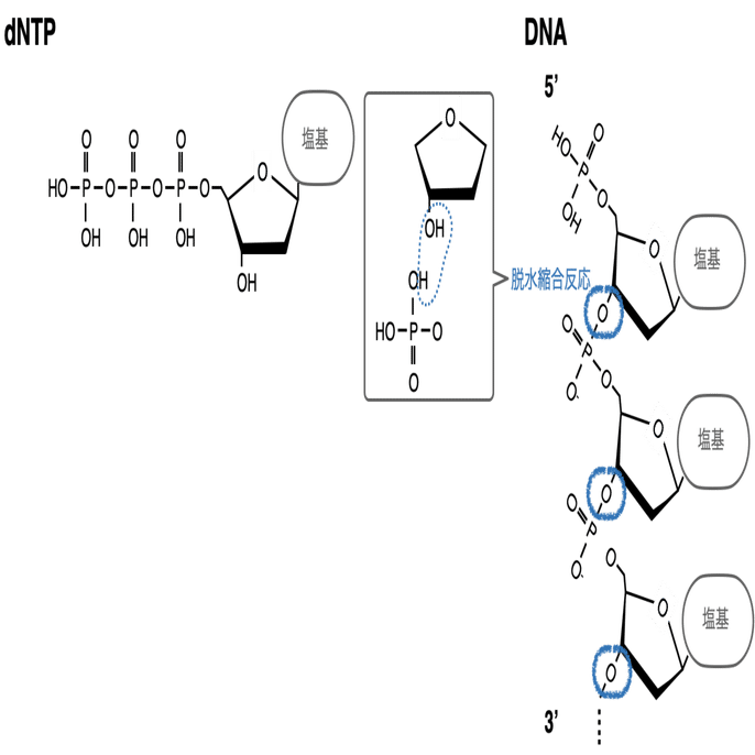 シークエンスを出す人は知らなきゃいけない サンガー法 とは Eiko Programming Note