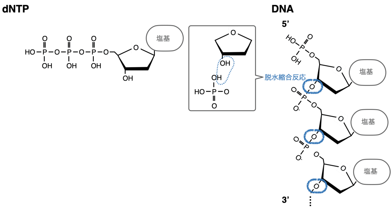 シークエンスを出す人は知らなきゃいけない サンガー法 とは Eiko Programming Note シークエンスを出す人は知らなきゃいけない サンガー法 とは Eiko Programming Note