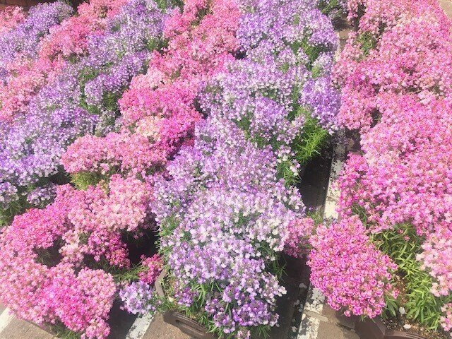 キレイ　花　ピンク　ラベンダー　紫　ハーブ園