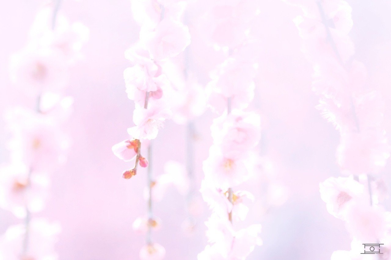 初投稿です 梅の季節 Shimgraphy Note