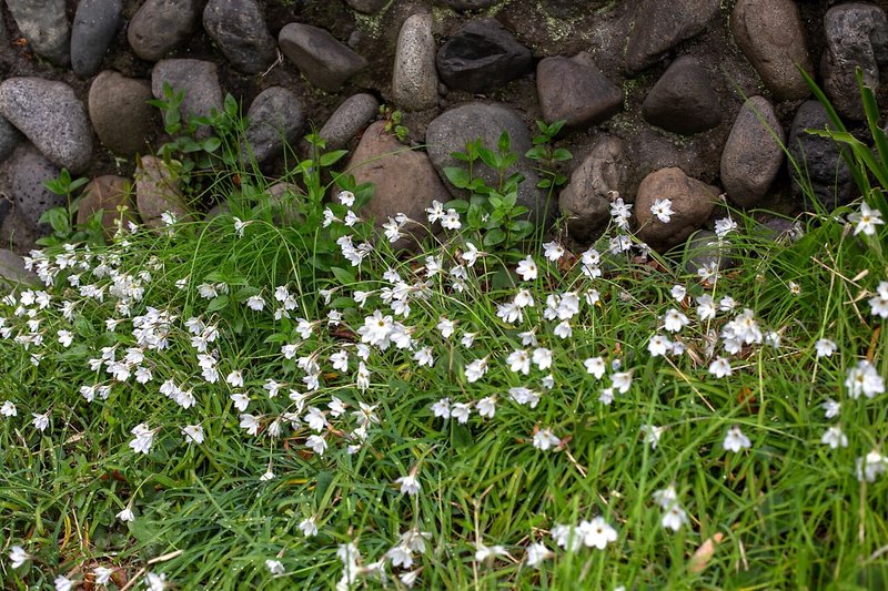 星に願いを Taku Note