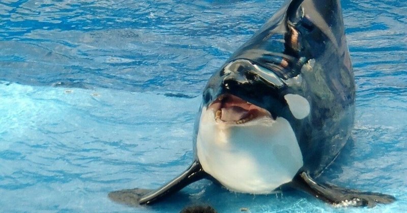 鯱 の新着タグ記事一覧 Note つくる つながる とどける 鯱 の新着タグ記事一覧 Note つくる つながる とどける