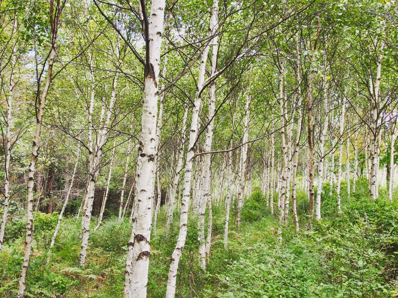 白樺の今とこれからの話 信州白樺クラフト製作所 Note 白樺の今とこれからの話 信州白樺クラフト製作所 Note