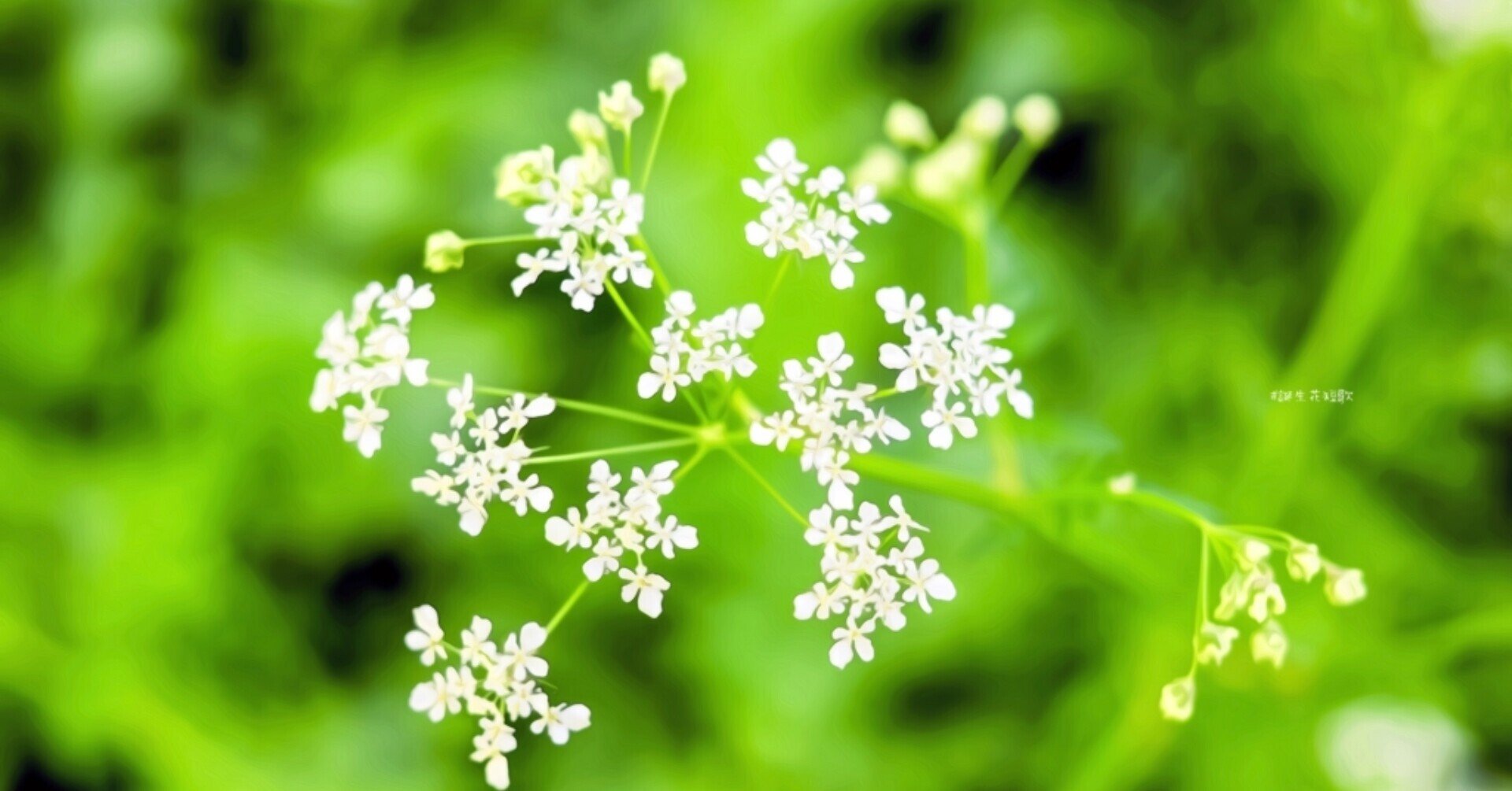 1月7日 誕生花は白根草 誕生花短歌 御子柴 流歌 Note 1月7日 誕生花は白根草 誕生花短歌 御子柴 流歌 Note