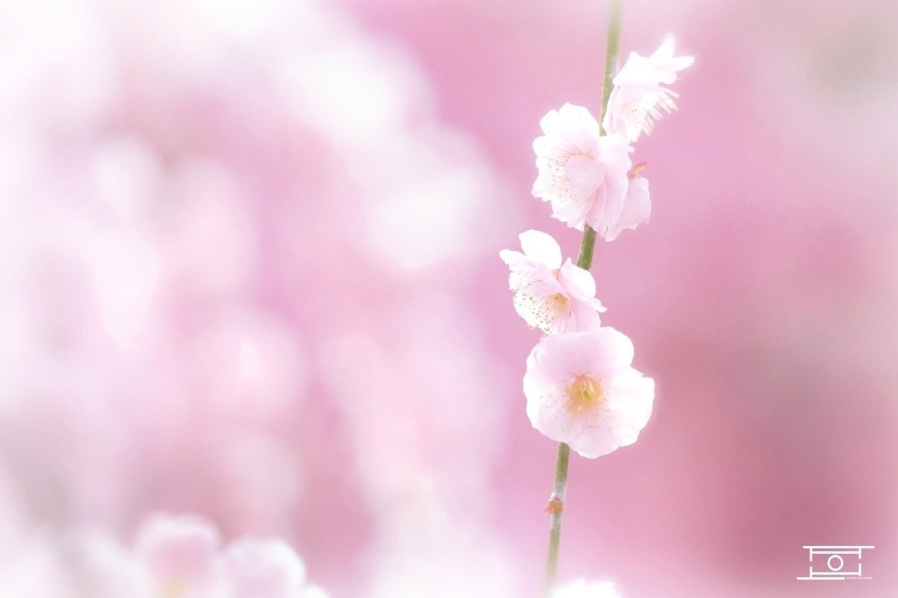 春の撮影っていいですね Shimgraphy Note