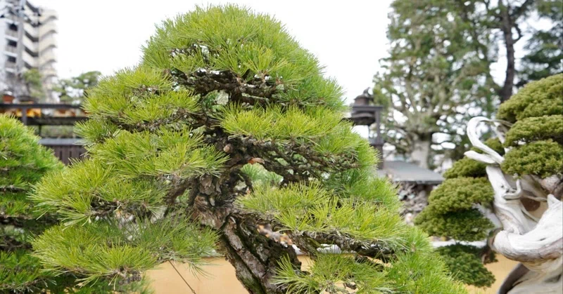 世界が暗いので 2021年の日本文化をたのしむ個人的な目標や会いたい方々の明るい話をする 吉田 亮 ホトカミ運営代表が神社お寺の明るい 話題をお届け Note