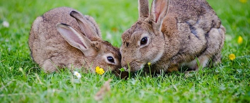 うさぎ～茶色のロップイヤー～