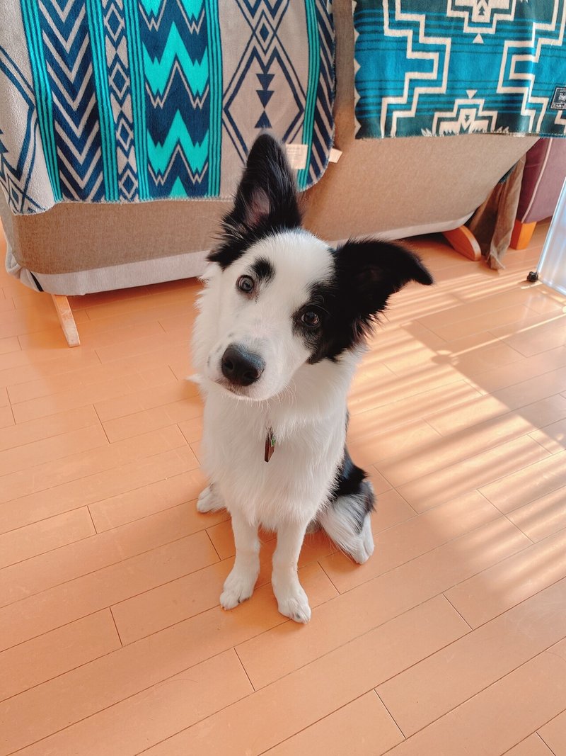 とたけけみたいな犬がやってきた マロ W Note とたけけみたいな犬がやってきた マロ W Note