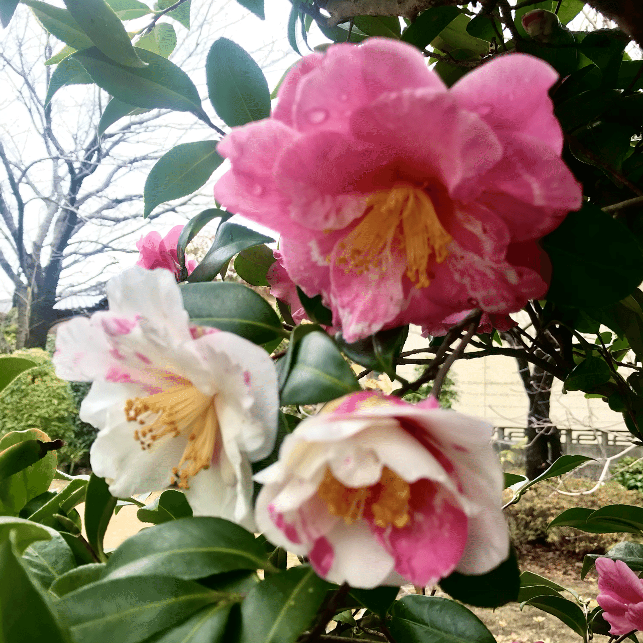 寒空に咲き誇る花たちと太陽 Sara Note 寒空に咲き誇る花たちと太陽 Sara Note