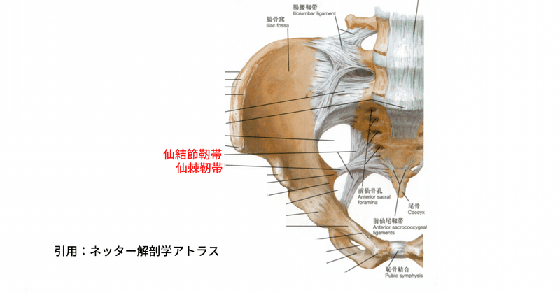 仙腸関節 りょひー Note