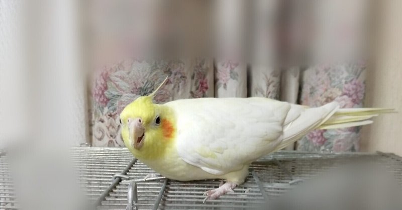 初めて見た霊は黄色いインコ 快身開心セラピー アカマツ Note 初めて見た霊は黄色いインコ 快身開心セラピー アカマツ Note