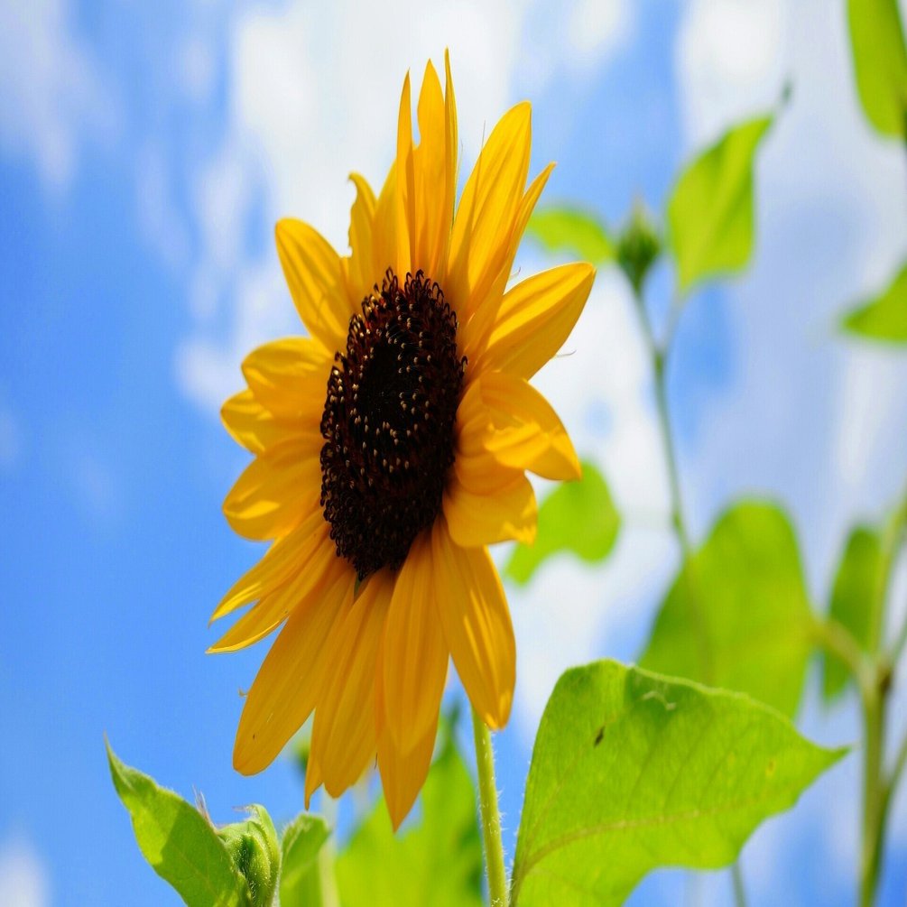 いつかひまわりのあたし達 Aiko ひまわりになったら についての読解 解釈 考察と巨大な感情 後編 Tamaki Note