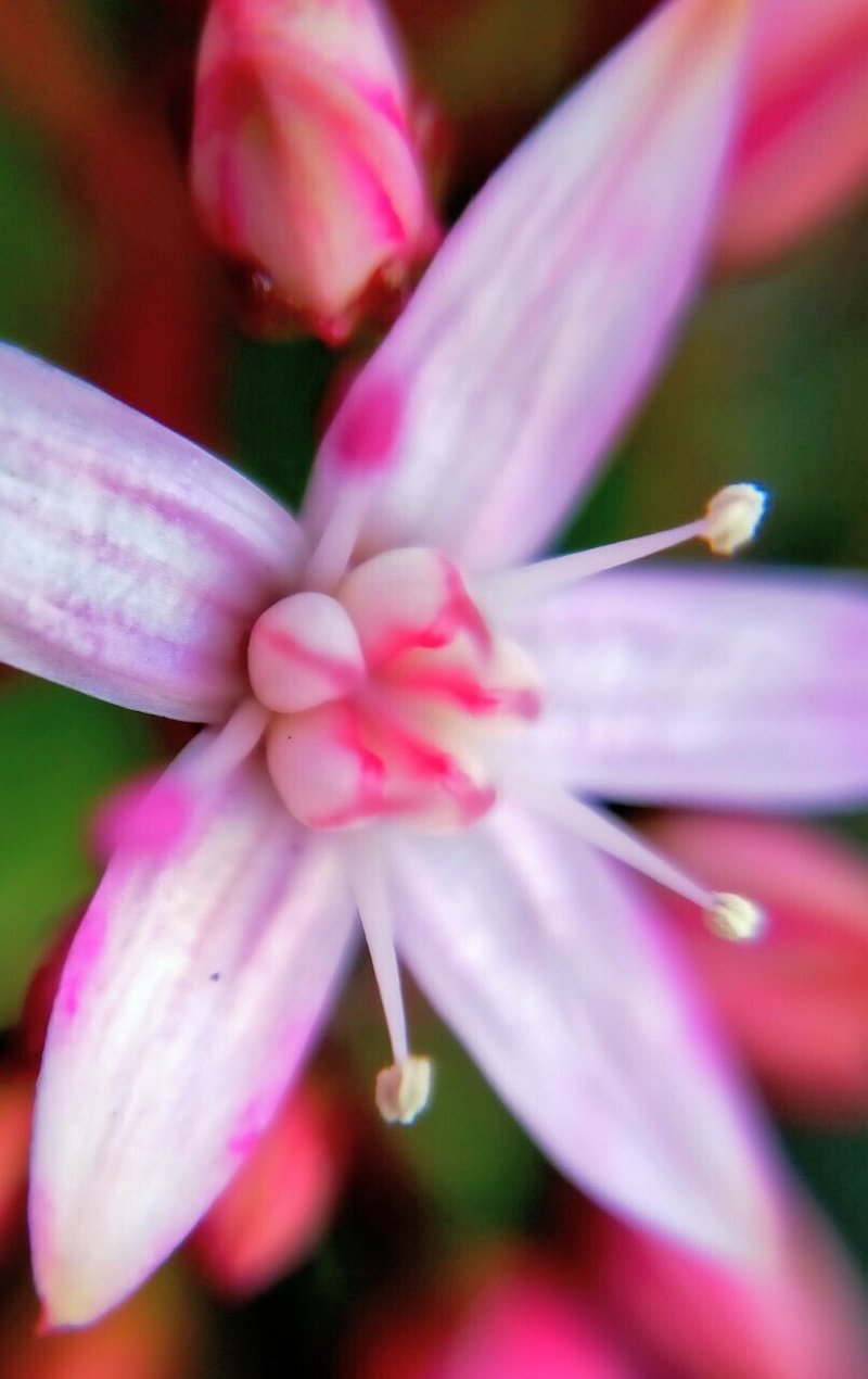 ベンケイソウ の新着タグ記事一覧 Note つくる つながる とどける