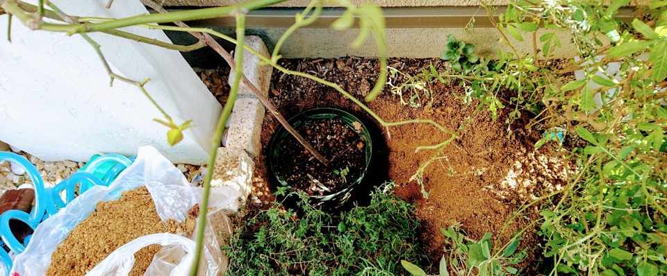 夢91 庭にモッコウバラを植える 高嶋はな Note