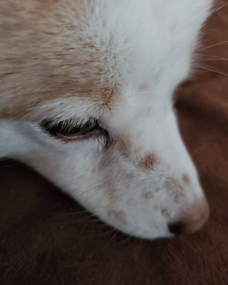 愛しの睫毛。

#dog #inu #犬 #犬の麩 #犬のいる暮らし #love #moritaMiW 
https://instagram.com/catsachi.dogfu