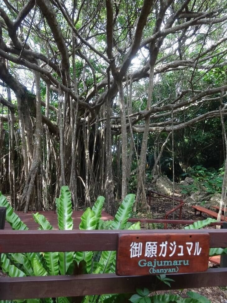 沖縄 本島最北端の辺戸岬と大石林山 門田和雄 Note
