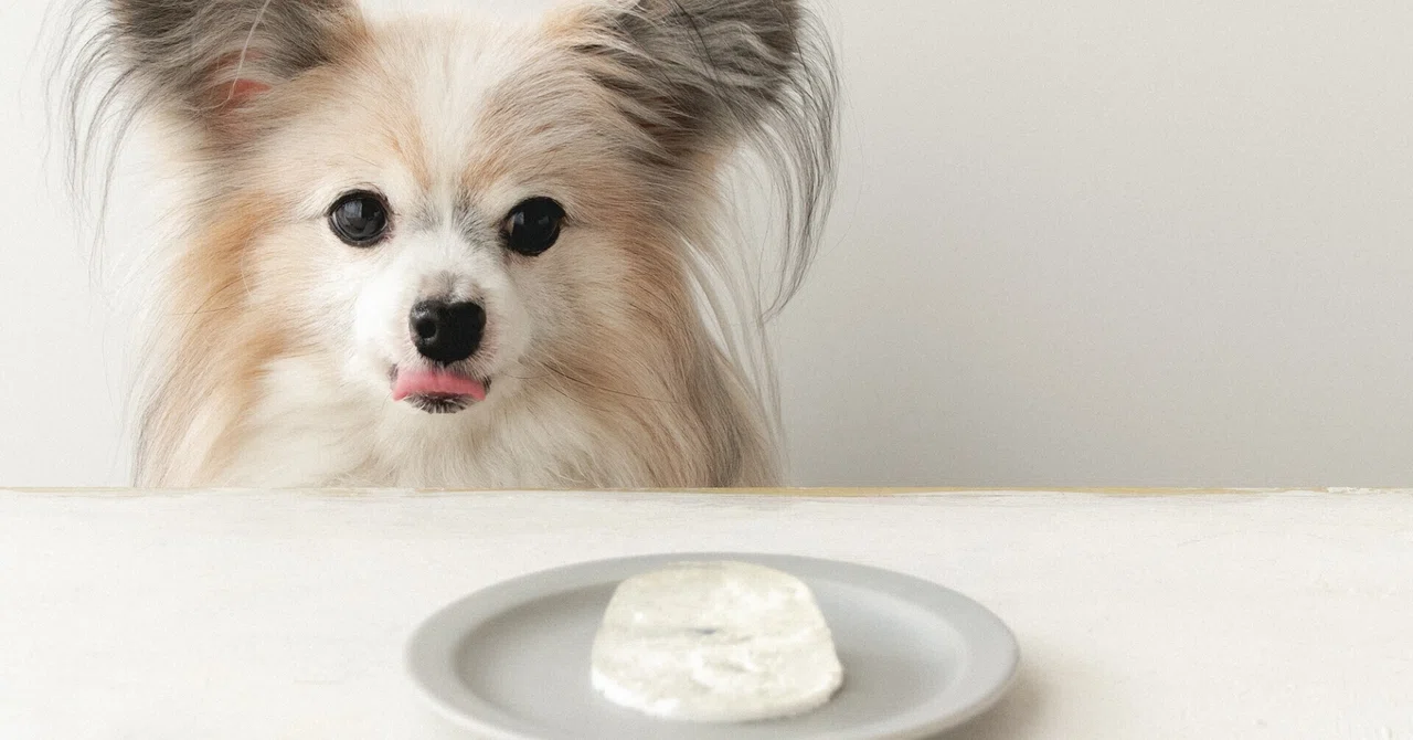 10kcal 水分補給にも とうめいなチーズケーキ 手作り犬おやつレシピ 犬ごはん先生いちかわあやこ Official Web Site