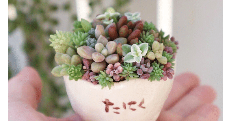 多肉植物の風水と花言葉 多肉堂ホリユミ Note