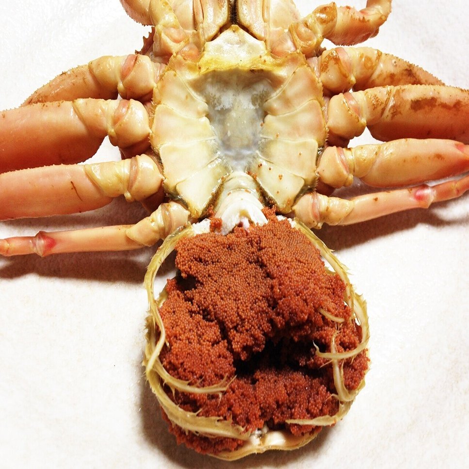 ひと月半限定の冬の味覚 美味しさが詰まったコッペガニ 宮津市広報