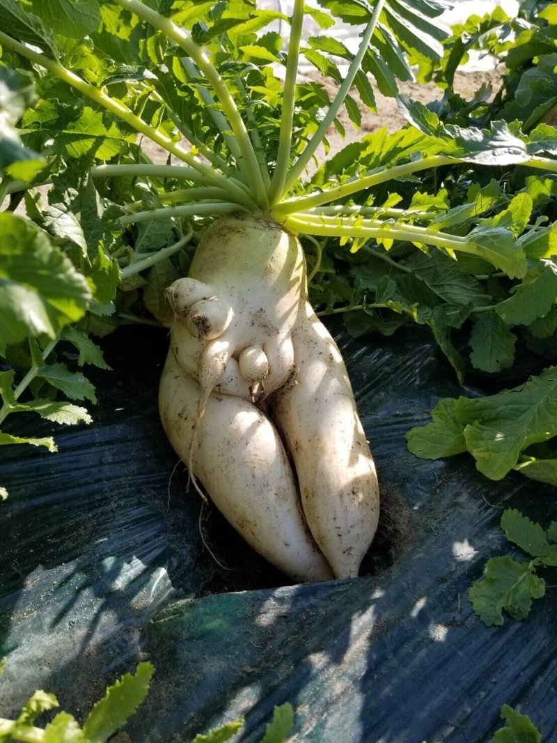 冬野菜のking Prince ダイコンとカブ 錬金術師の家庭菜園 Note 冬野菜のking Prince ダイコンとカブ 錬金術師の家庭菜園 Note
