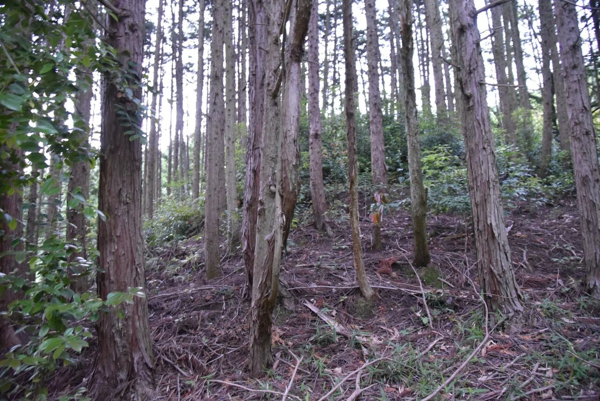 画像5