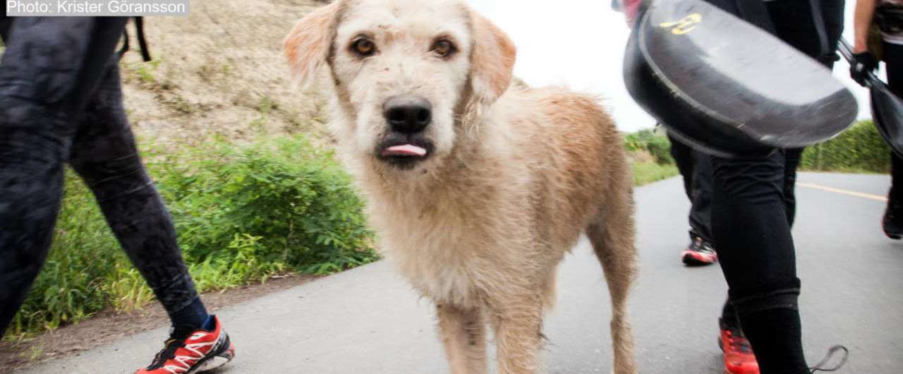 ジャングルの犬が道案内 野良犬がジャングルのレースで飼い主に出会った感動の実話 ジャングルの極限レースを走った犬 アーサー 4 発売 特集3 Hayakawa Books Magazines B