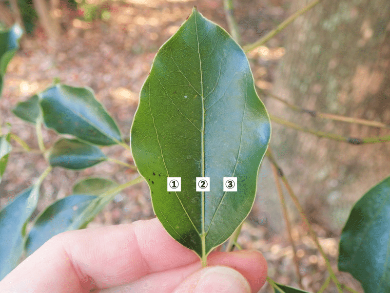 葉の裏で裏取引 クスノキの害虫を防除する意外な方法 浜松科学館 みらいーら 葉の裏で裏取引 クスノキの害虫を防除する意外な方法 浜松科学館 みらいーら