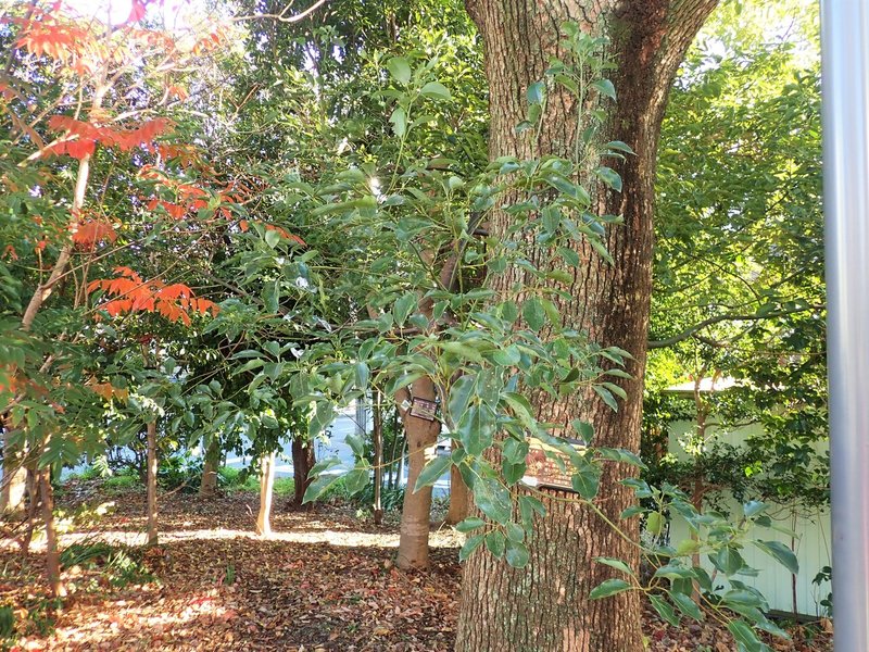 葉の裏で裏取引 クスノキの害虫を防除する意外な方法 浜松科学館 みらいーら