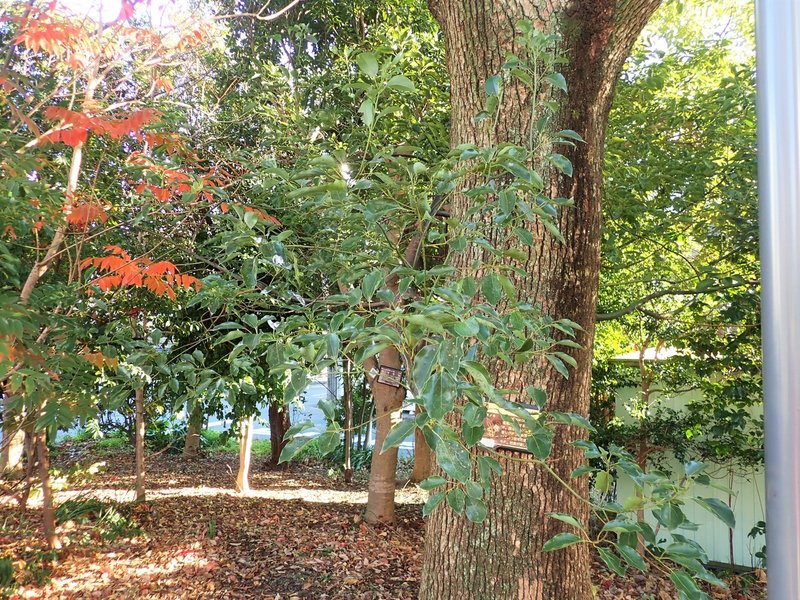 葉の裏で裏取引 クスノキの害虫を防除する意外な方法 浜松科学館 みらいーら 葉の裏で裏取引 クスノキの害虫を防除する意外な方法 浜松科学館 みらいーら