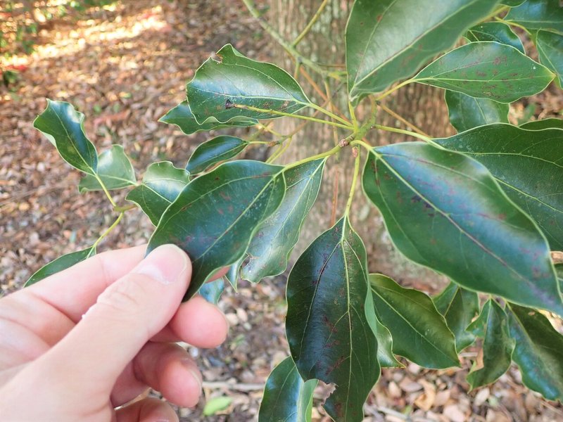 葉の裏で裏取引 クスノキの害虫を防除する意外な方法 浜松科学館 みらいーら 葉の裏で裏取引 クスノキの害虫を防除する意外な方法 浜松科学館 みらいーら