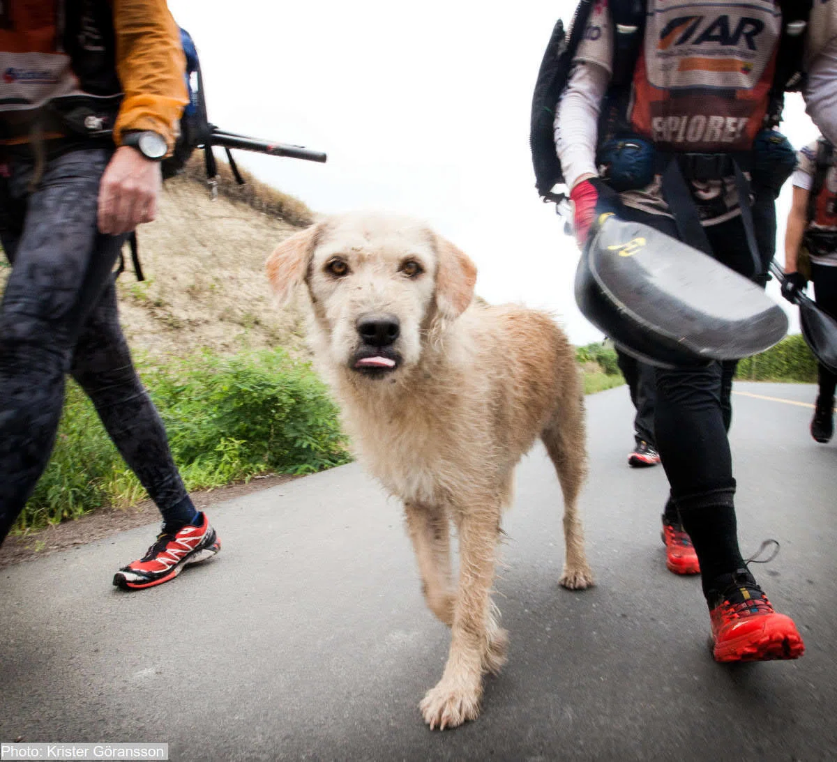 ジャングルの犬が道案内！？ 野良犬がジャングルのレースで飼い主に