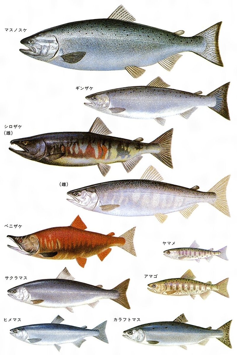 この際だからはっきり言わせてもらうけど 鮭 サケ も鱒 マス も サケです 埼玉のかとうくんの雑談 スタジオサイタマ Note この際だからはっきり言わせてもらうけど 鮭 サケ も鱒 マス も サケです 埼玉のかとうくんの雑談 スタジオサイタマ Note