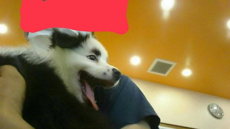 とたけけみたいな犬がやってきた その2 マロ W Note とたけけみたいな犬がやってきた その2 マロ W Note
