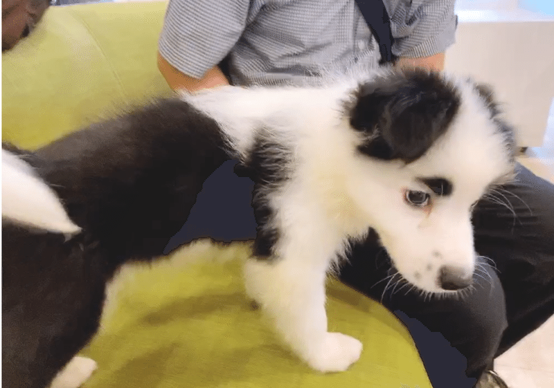 とたけけみたいな犬がやってきた その2 マロ W Note とたけけみたいな犬がやってきた その2 マロ W Note