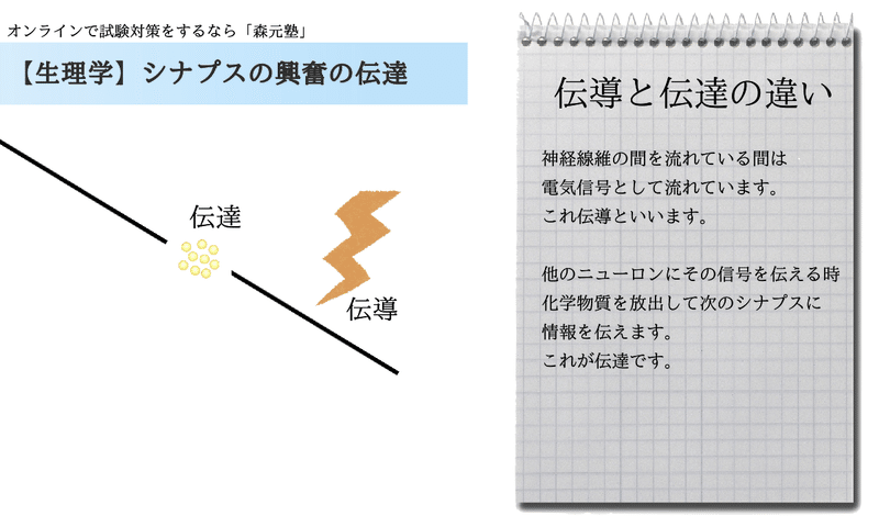 生理学 図解 イラスト とゴロで簡単 神経線維 シナプス伝達 の覚え方 森元塾 国家試験対策 Note 生理学 図解 イラスト とゴロで簡単 神経線維 シナプス伝達 の覚え方 森元塾 国家試験対策 Note