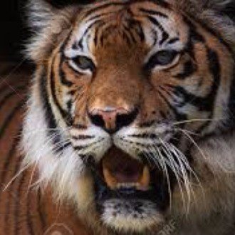 マレーの虎 Note