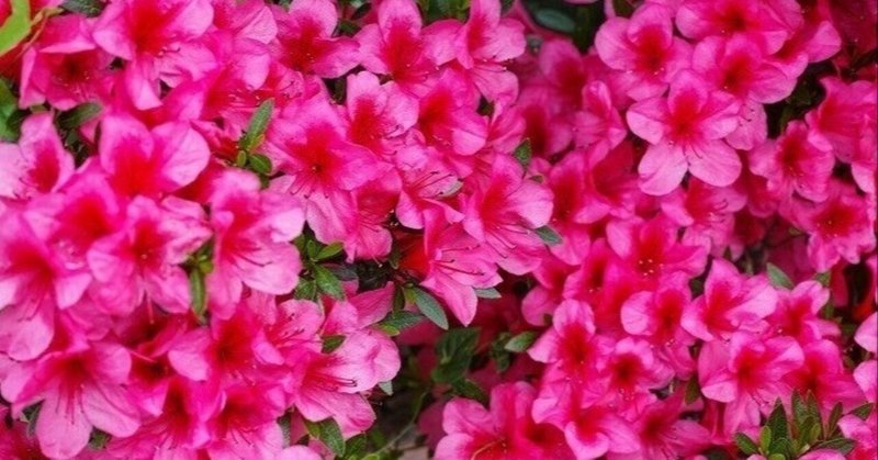 子供の頃の思ひ出26下校時に花の蜜と野いちご 1 明日は27下校時に花の蜜と野いちご 2 世界初 総合コンサル 生活 夢実現 経営 へ邁進中 杉浦 仁 フォロバ100 総合コンサルタント 健康 人生 夢実現 経営 を目指して活動開始 宝地図 レイキ 子供の頃の思ひ出26下校時に花の蜜と野いちご 1 明日は27下校時に花の蜜と野いちご 2 世界初 総合コンサル 生活 夢実現 経営 へ邁進中 杉浦 仁 フォロバ100 総合コンサルタント 健康 人生 夢実現 経営 を目指して活動開始 宝地図 レイキ