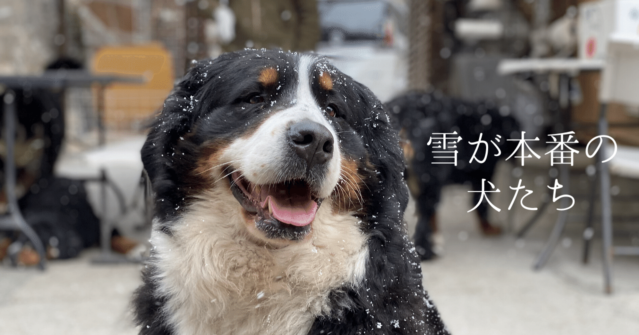 雪が本番の犬たち Mori Note 雪が本番の犬たち Mori Note