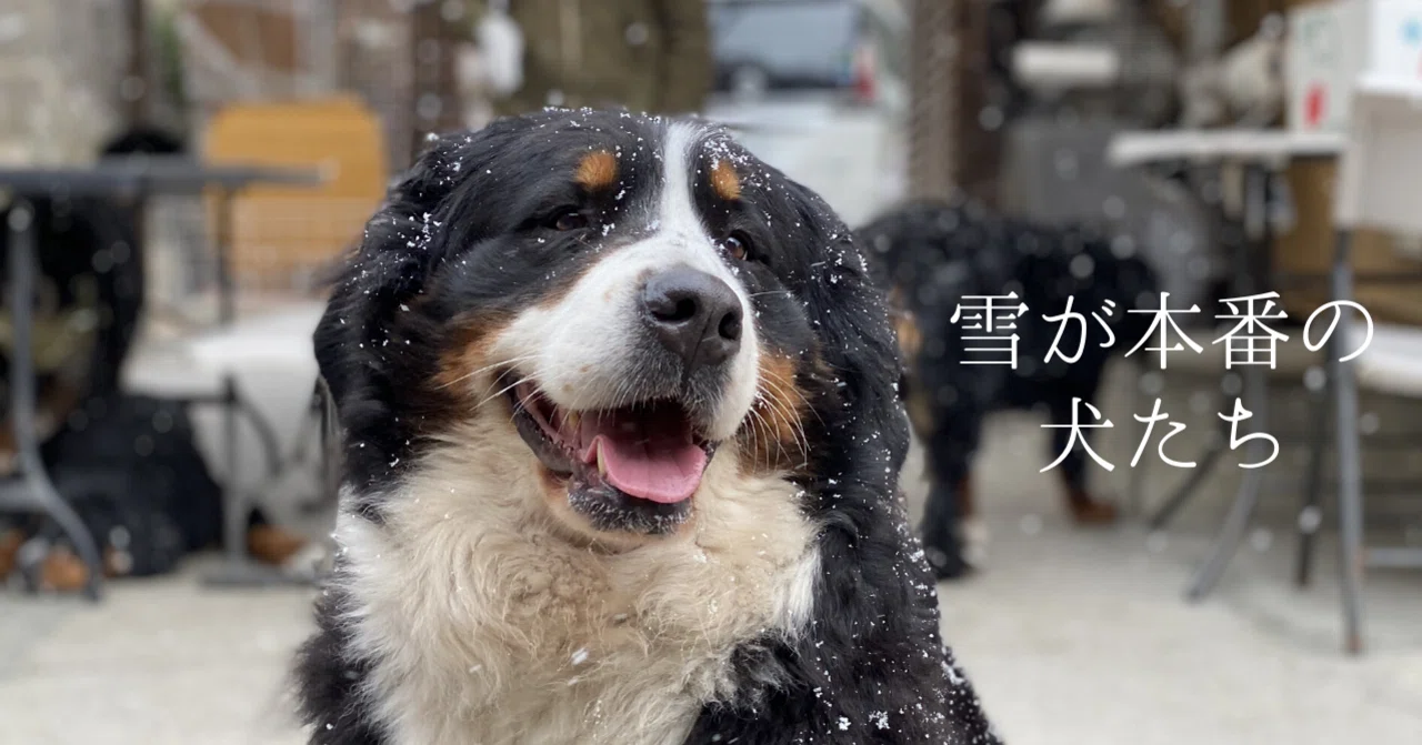 雪が本番の犬たち Mori Note 雪が本番の犬たち Mori Note